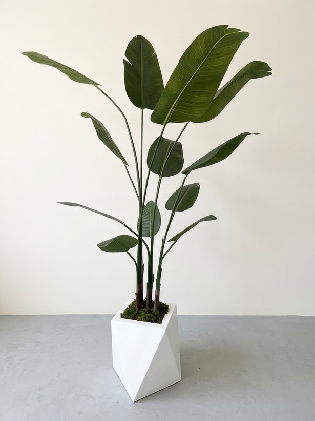 درختچه نیکولای